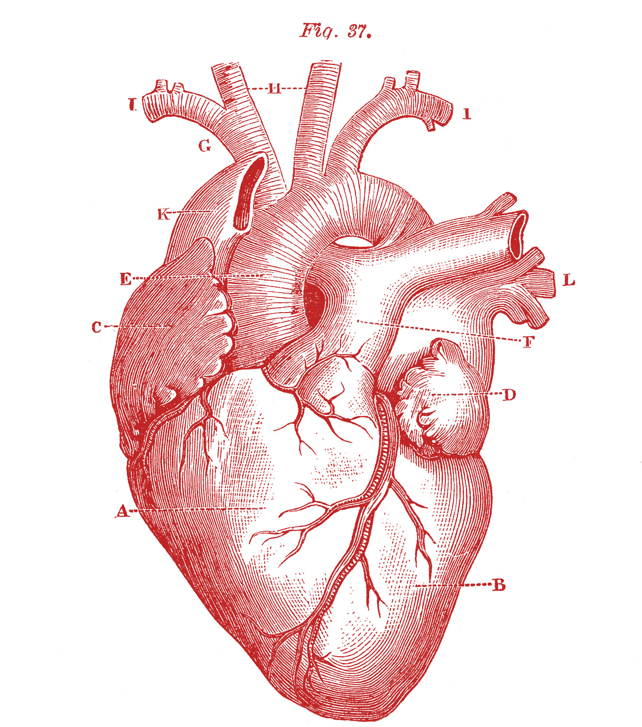 anatomical heart pictures