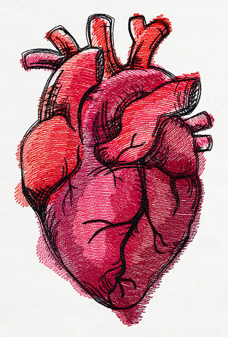 anatomical heart pictures