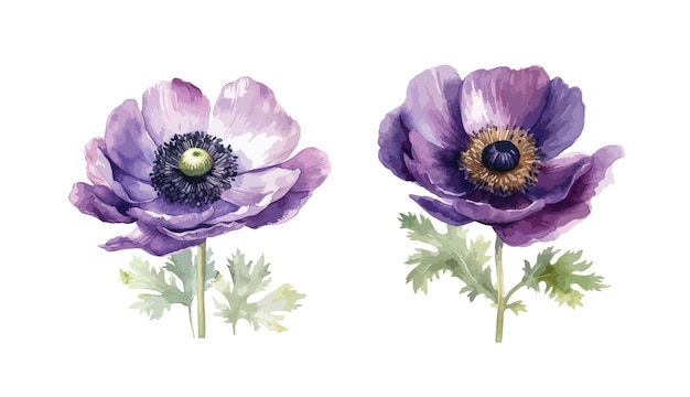 anemone flower cliparts