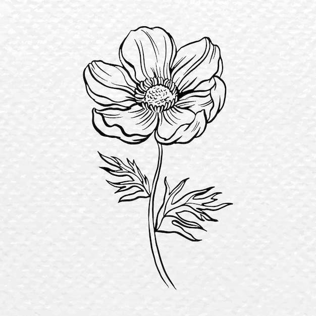anemone flower cliparts