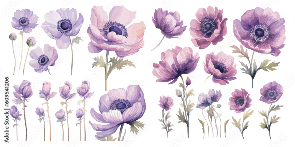 anemone flower cliparts