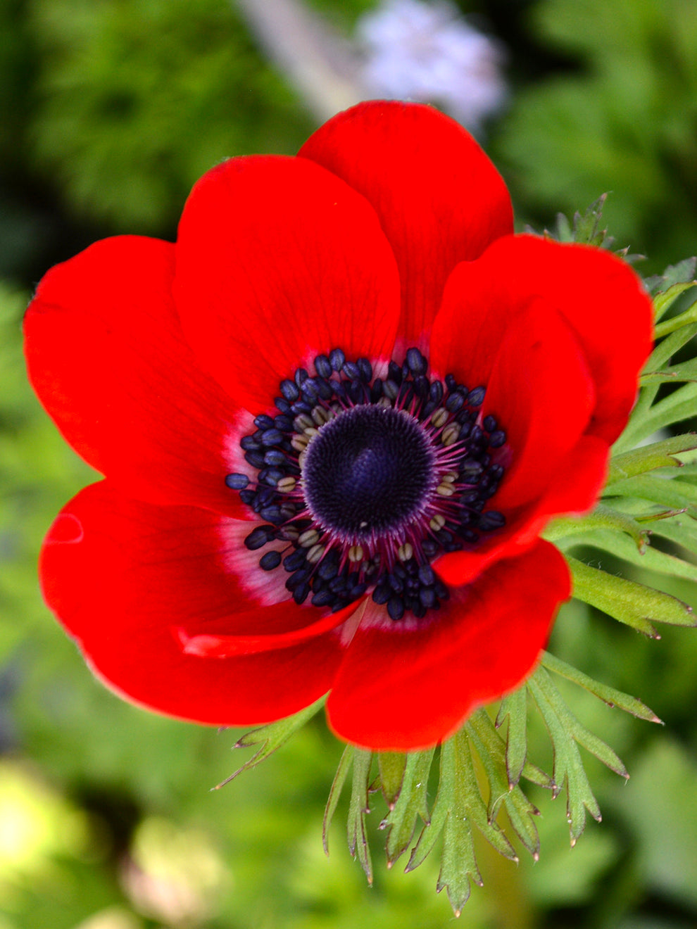 anemone flowers