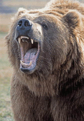 Kodiak Bear GIFs - Find &amp; Share on GIPHY