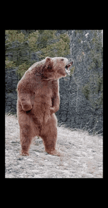 Angry Bear GIFs | Tenor