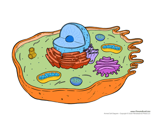 animal cell unlabeled