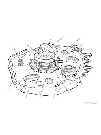 animal cell unlabeled