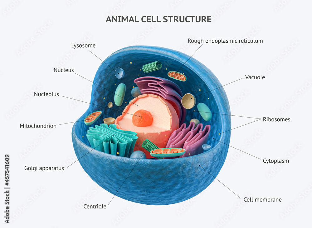 Poster, Wandbilder 3d rendering of biological animal cell with organelles  cross section isolated on white, 40x30 cm