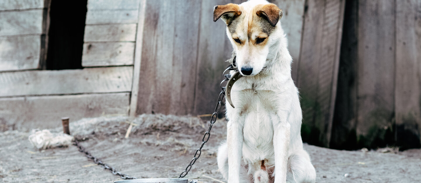 How to report cruelty to animals - Deutscher Tierschutzbund e.V.