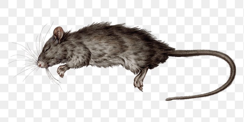 animal death cliparts