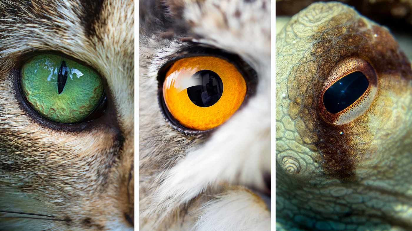 Wisconsin Eyeball Labs 56,000 Specimens Aid Vision Research ...
