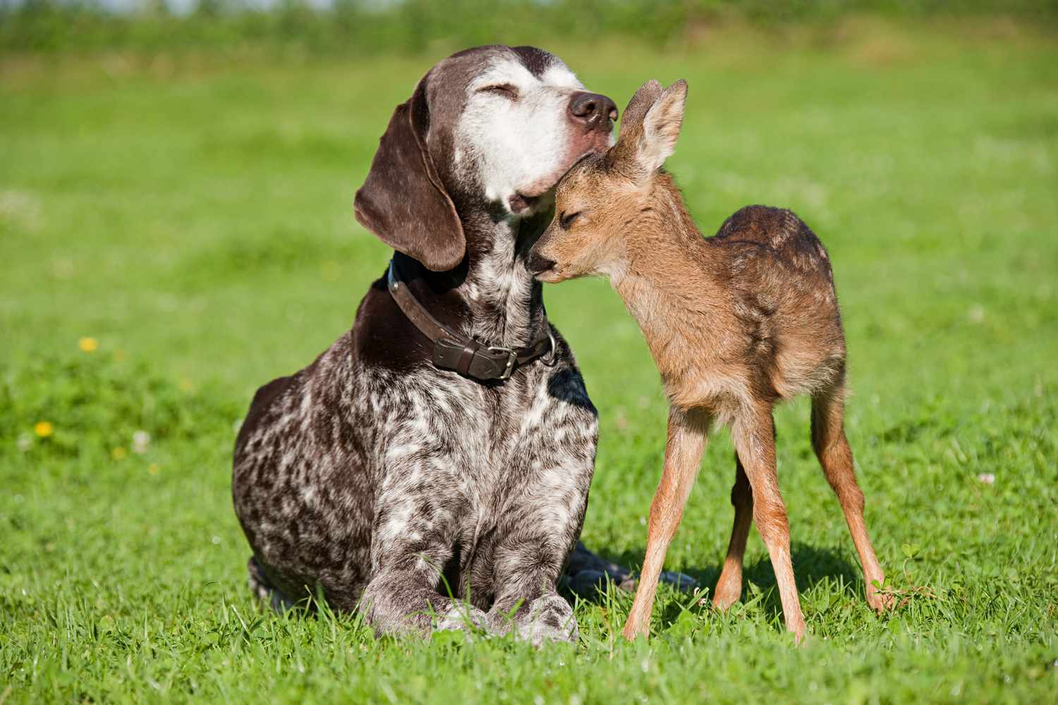 animal friendships