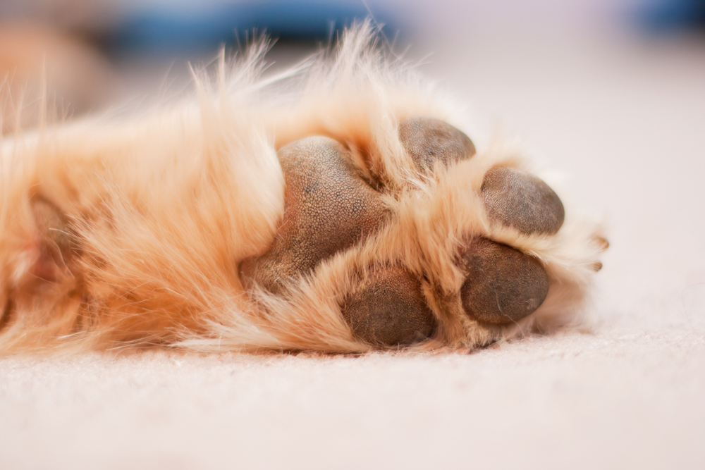 Top 10 Facts about Dog Paws