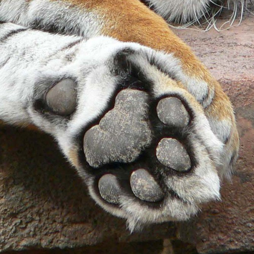 Animal Paws and Claws 2:Amazon.de:Appstore for Android
