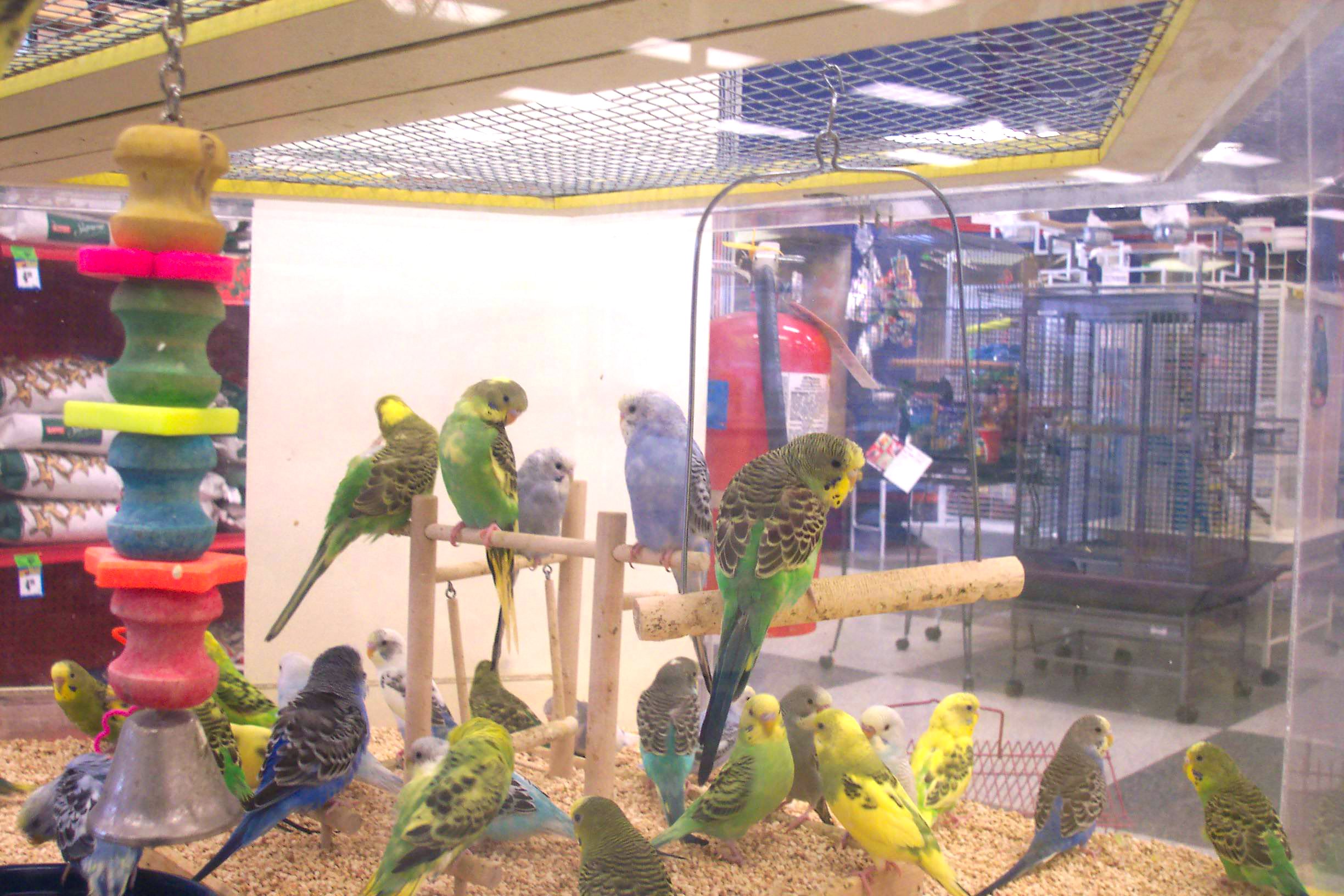 The Pet Trade | Animals Are Not Ours to Abuse | Animals Are Not ...