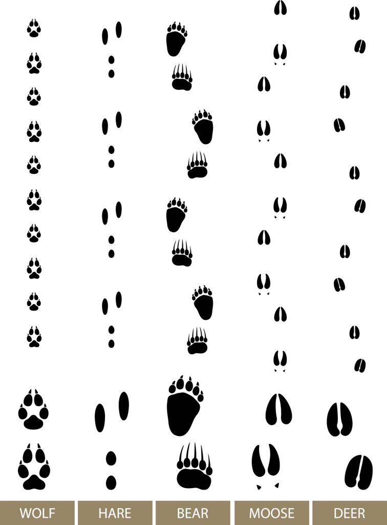 Get to know animal tracks | Mass.gov