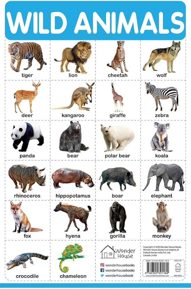 animal wildlifes