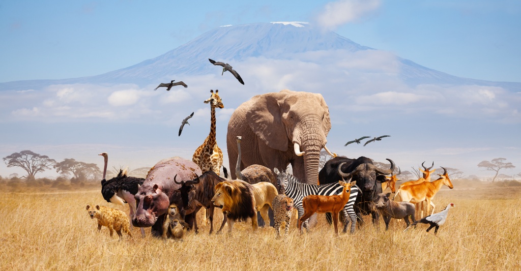 animal wildlifes