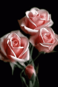 Animated Pink Roses GIFs | Tenor