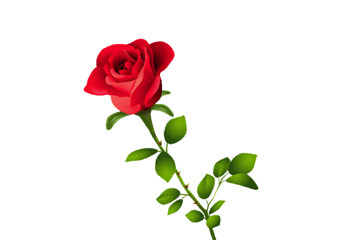 60+ Free Rose &amp; Flower animated GIFs and Stickers - Pixabay