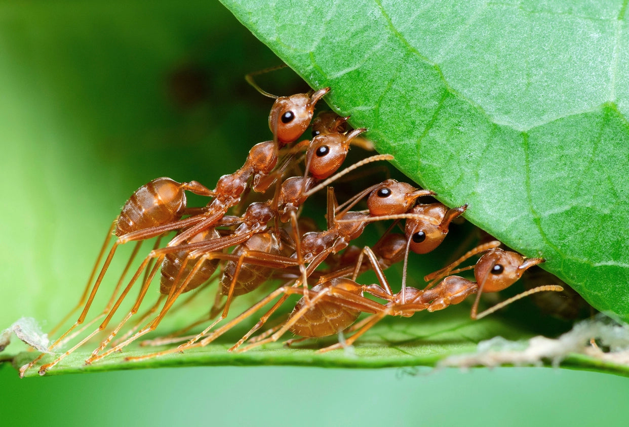 ant colonys