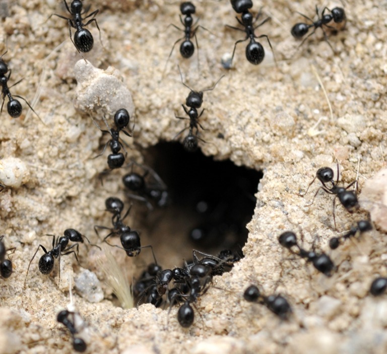 Ant Colony Structure And Organization Moyer Free Clipart 5574661 Ant Colony Structure And Organization Moyer Free Clipart 5574661