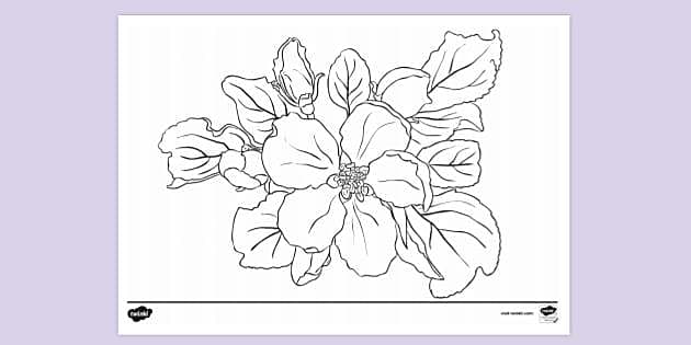 apple blossom coloring page