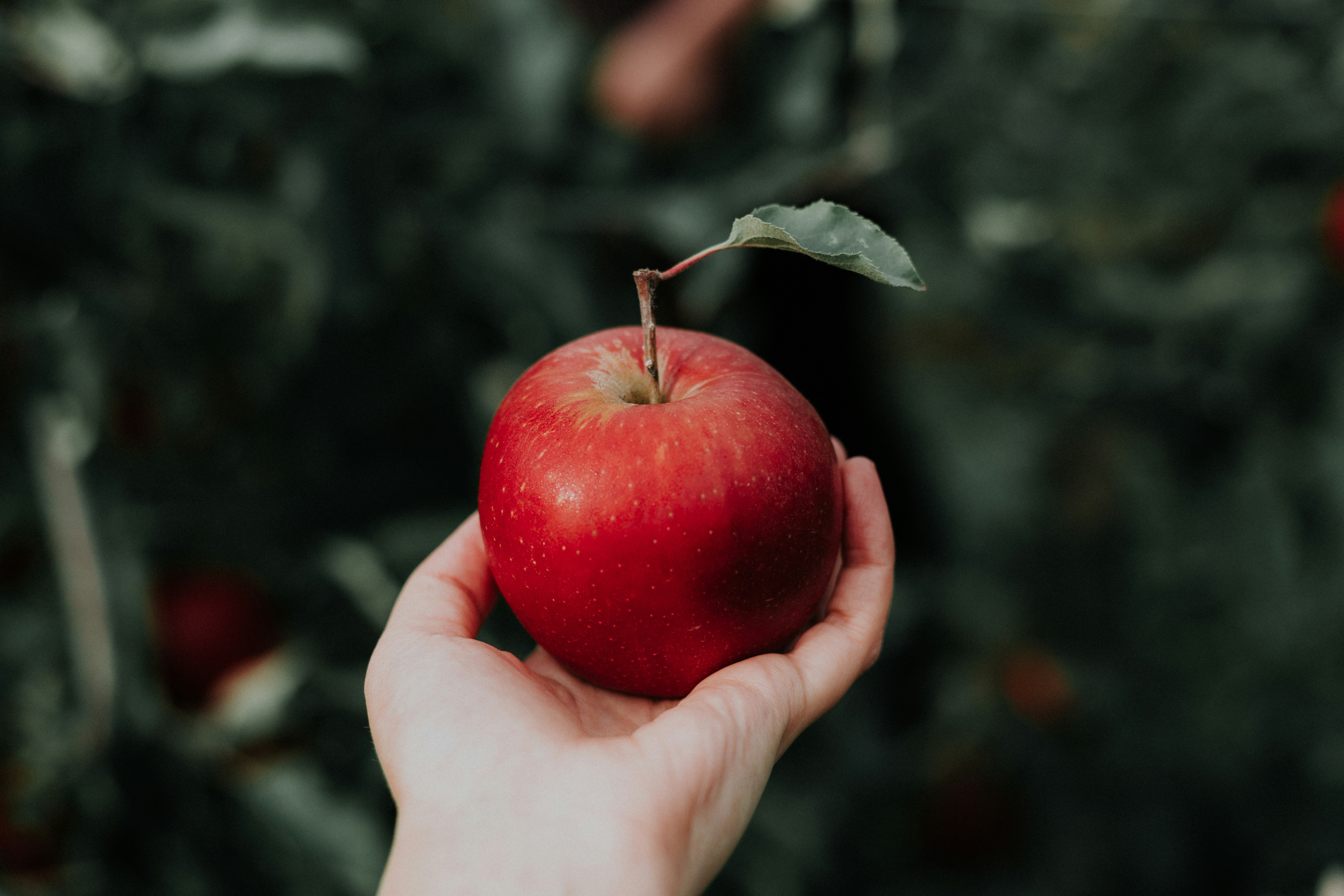 Apple Pictures [HD] | Download Free Images on Unsplash