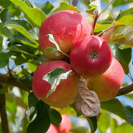 apple tree