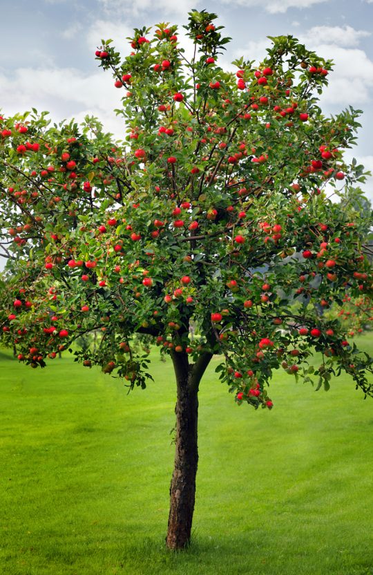 Royal Gala Apple Tree - Un arbre pour mon quartier