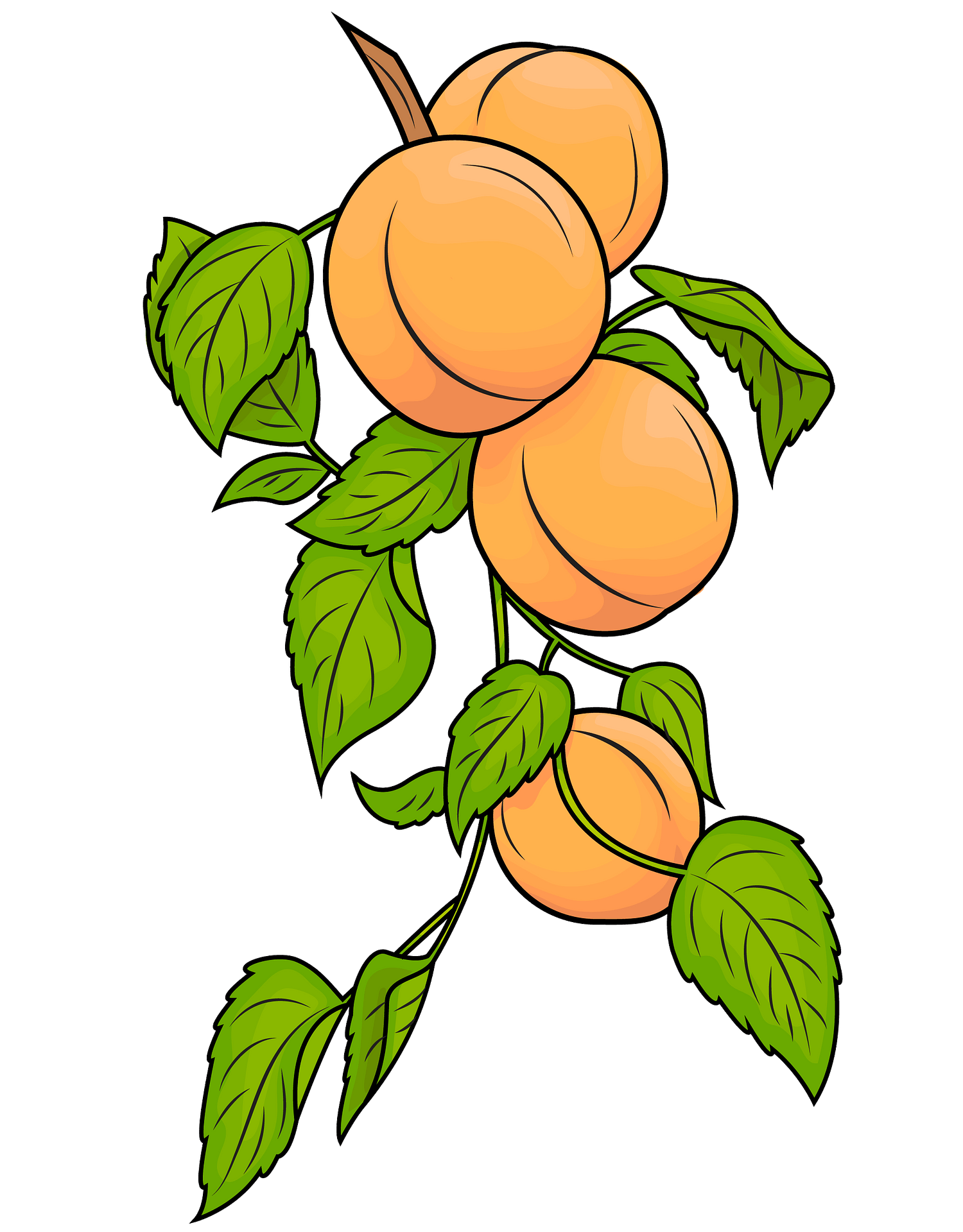 apricot cliparts 2024