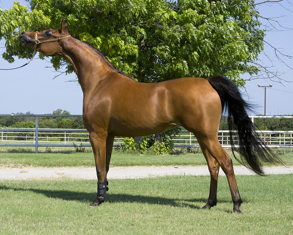 Arabian horse - Wikipedia
