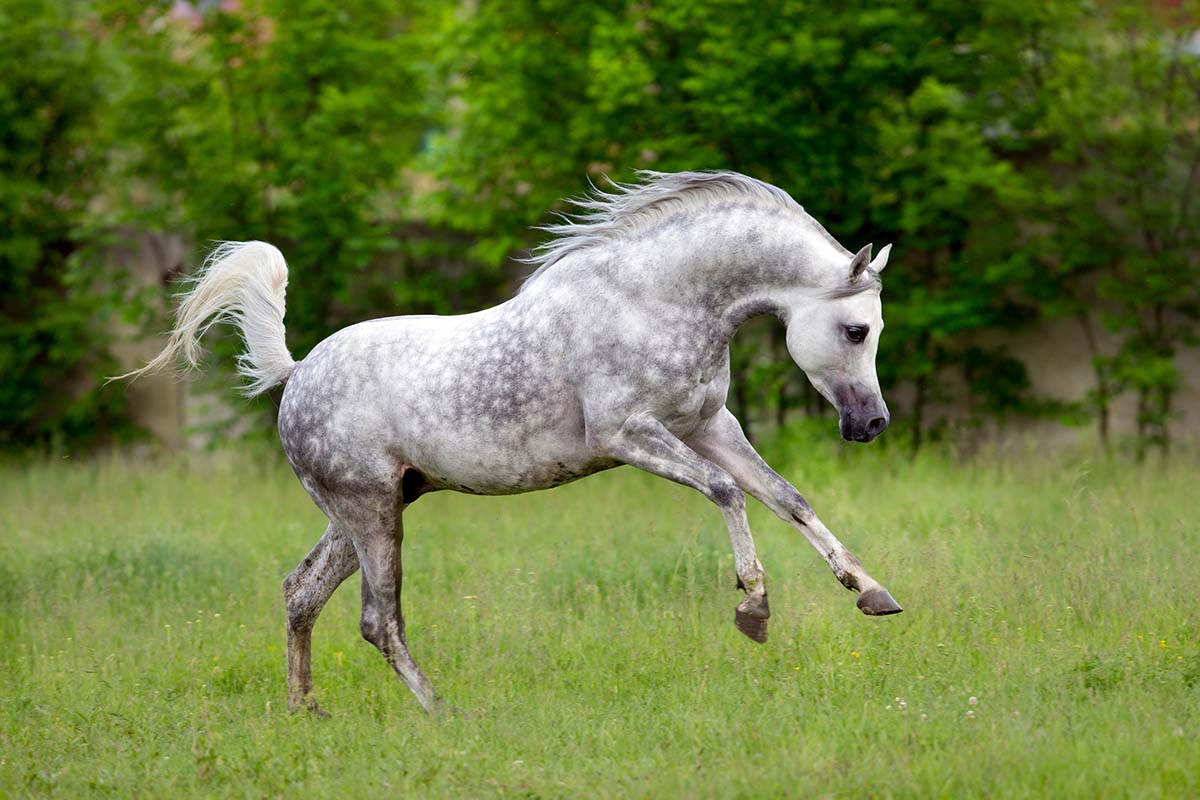 Everything You Need to Know About Arabian Horses - My New Horse