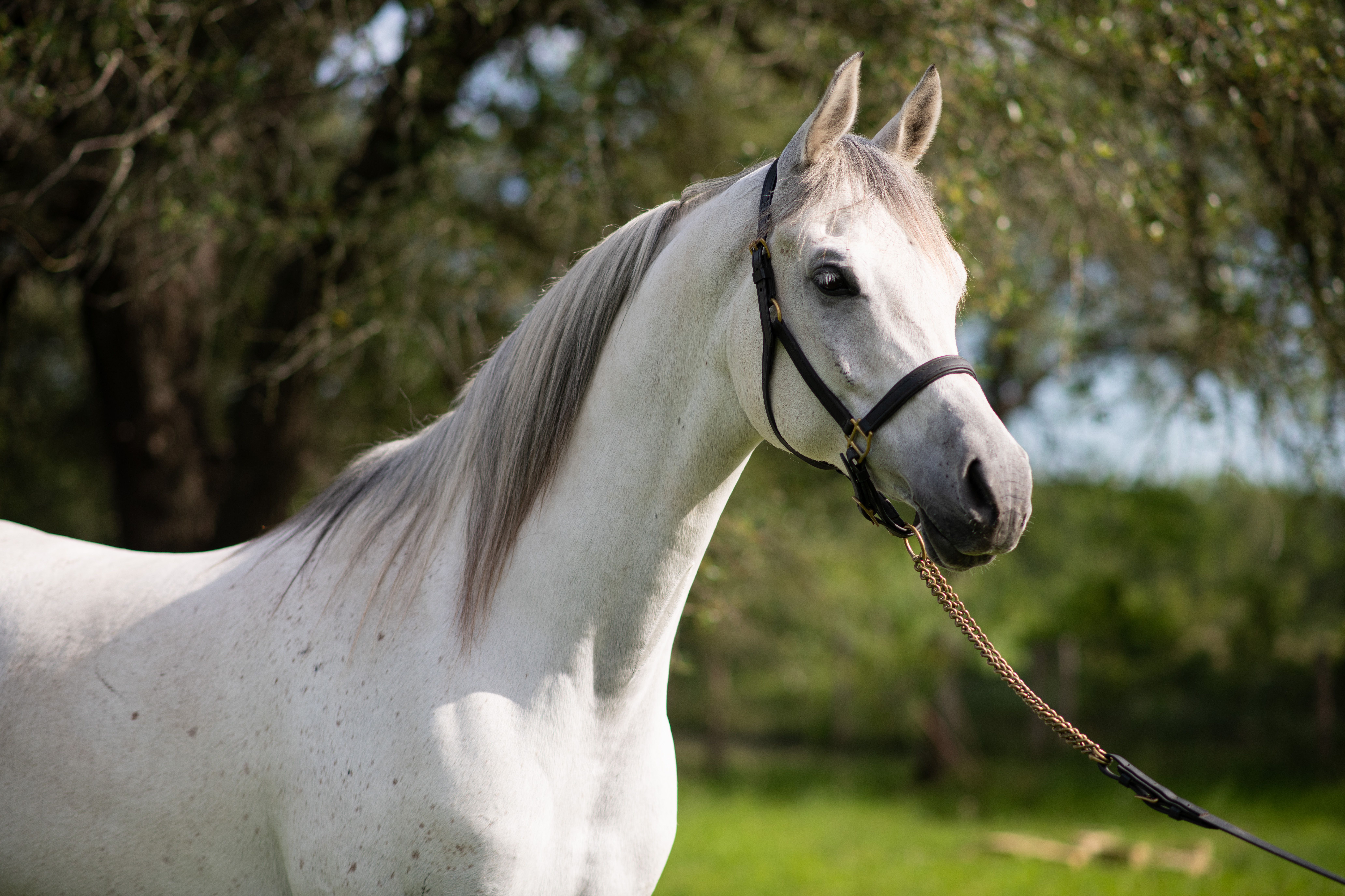 Arabian Horse Breed Profile
