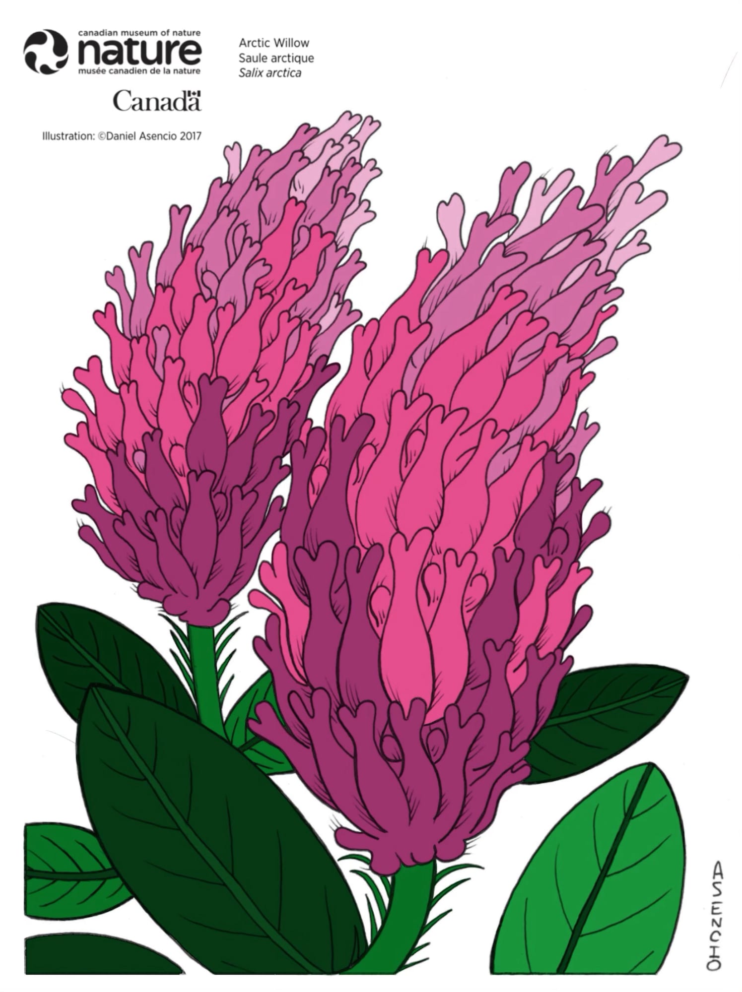 arctic flower cliparts