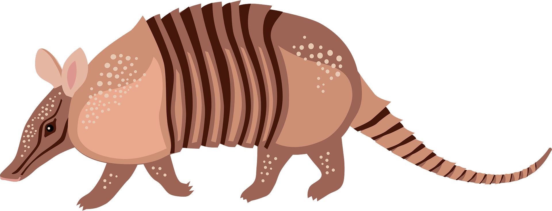 armadillo clipart 2024