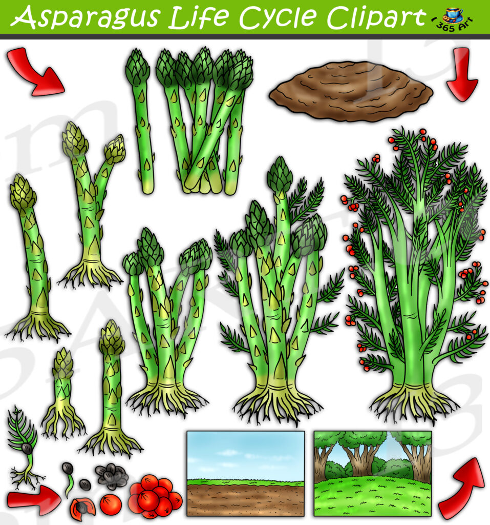 asparagus cliparts 2024