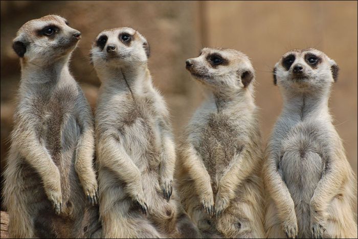 Assistant Village Idiot: Meerkat Quartet