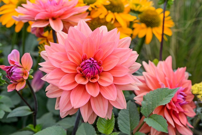 20 of the Best Plants for Autumn Flowers | BBC Gardeners World ...