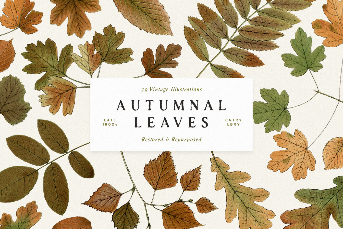 autumn leaf clipart 2024