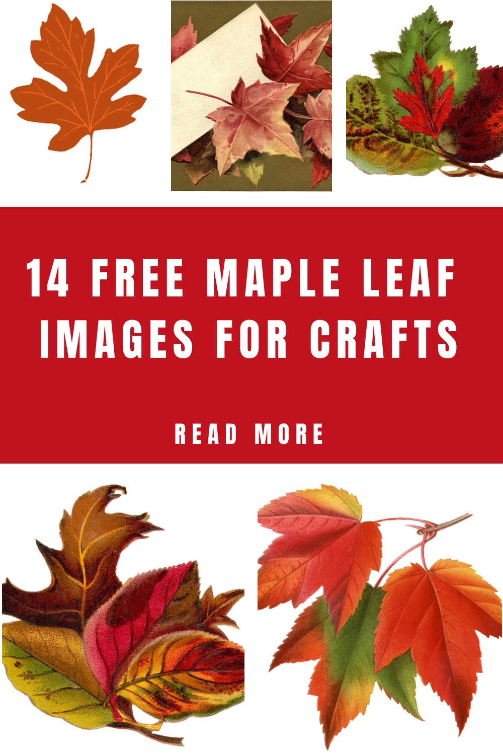 14 Maple Leaf Clipart! - The Graphics Fairy