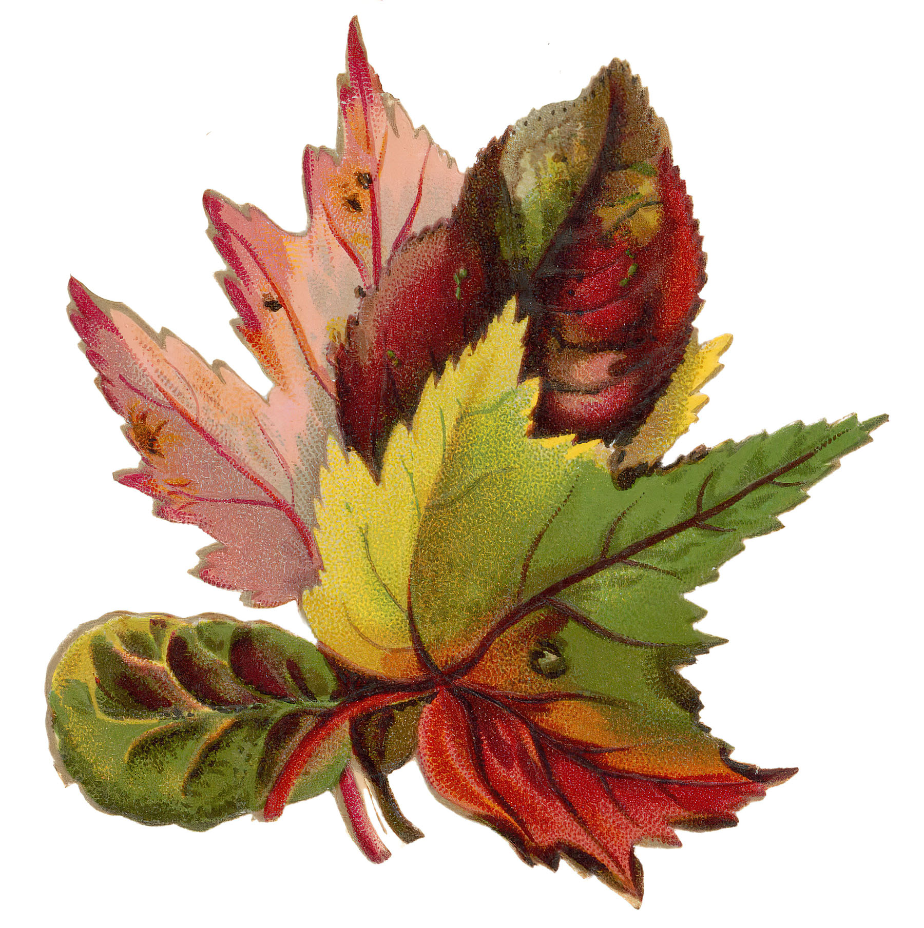 autumn leaves cliparts 2024