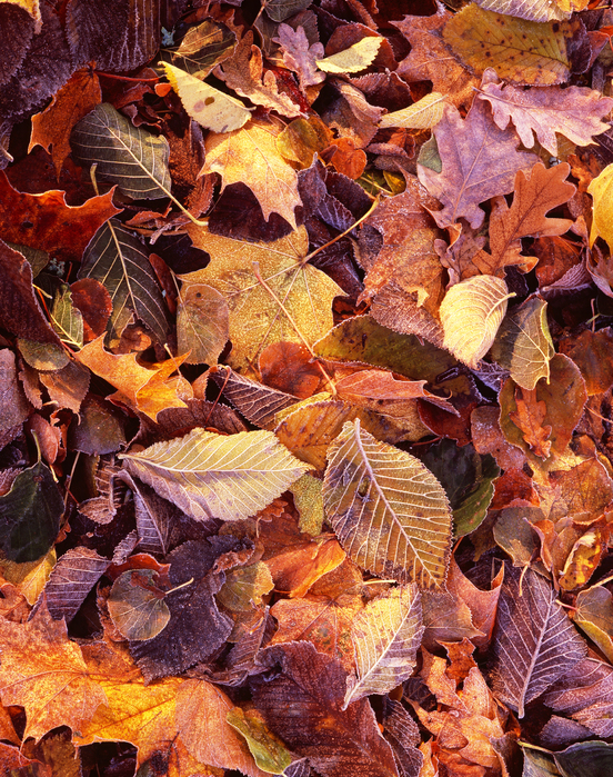 Autumn Leaves