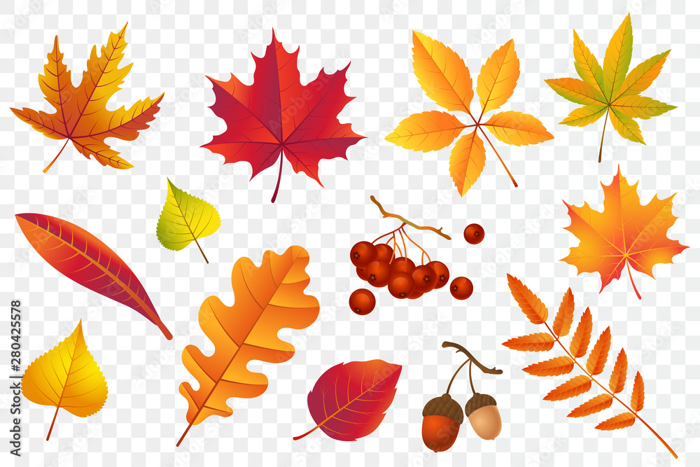 Poster, Wandbilder Autumn falling leaves isolated on transparent  background, 40x26.7 cm
