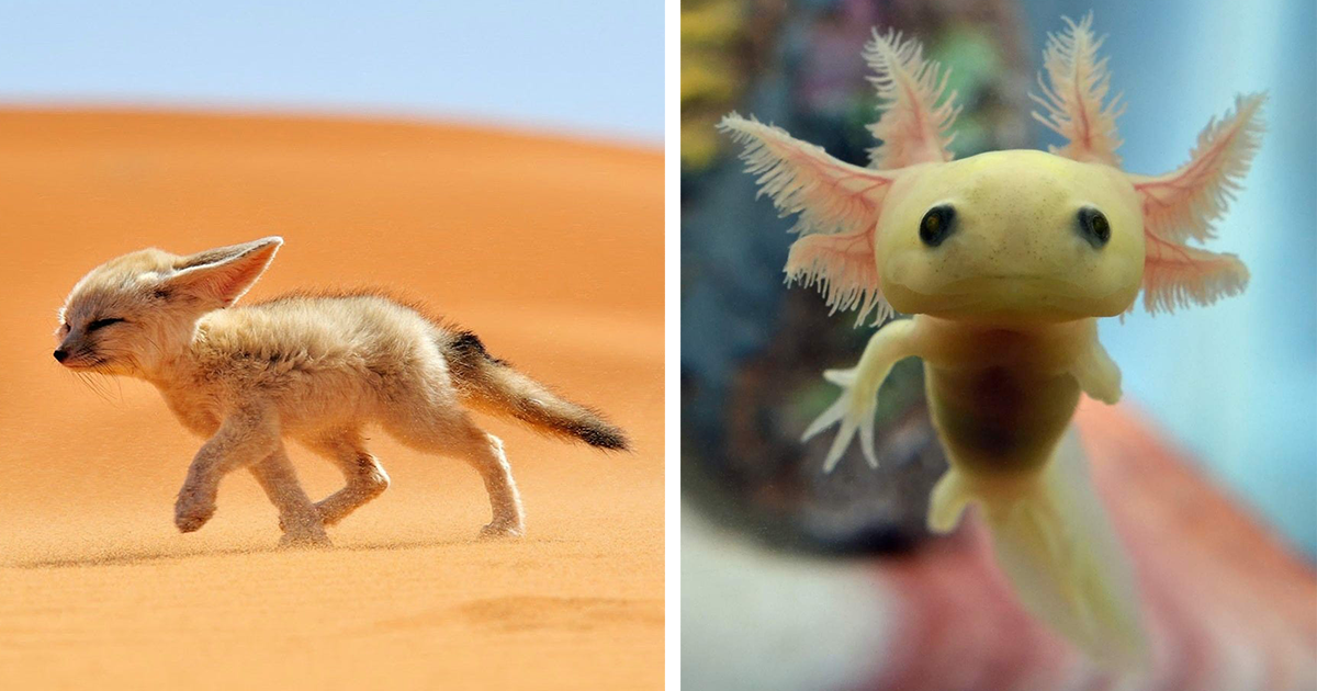 baby animalss