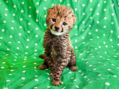 28 Baby Animals Who Make Us Squeal