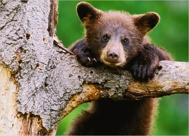 baby bears