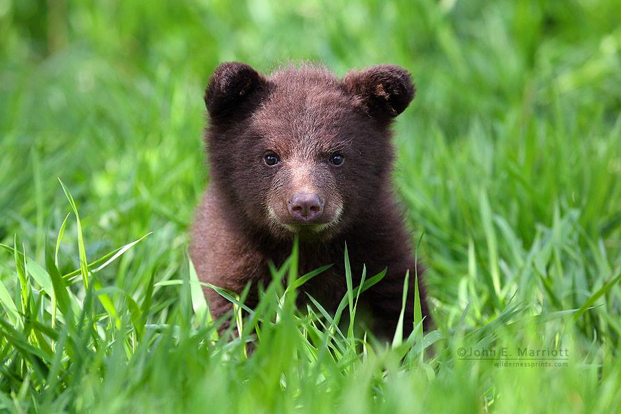 baby bears
