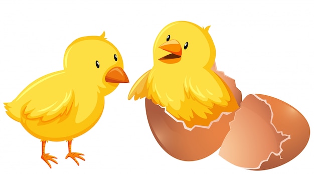 Chick Clip Art Images - Free Download on clipart library
