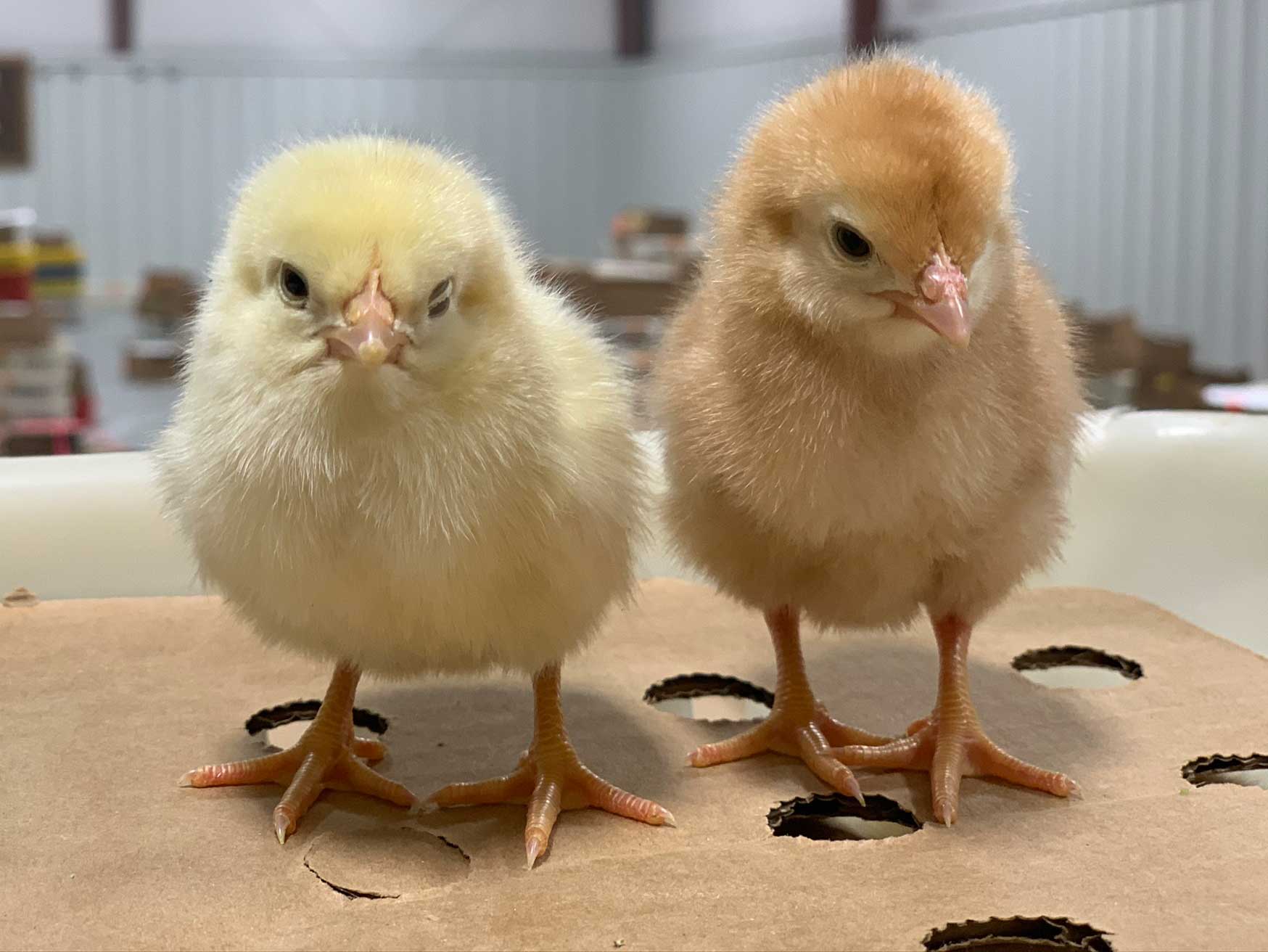 Seven things to know about caring for baby chicks