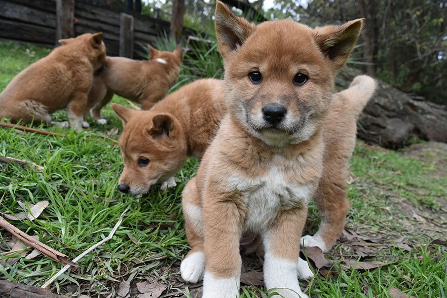 baby dingo pictures